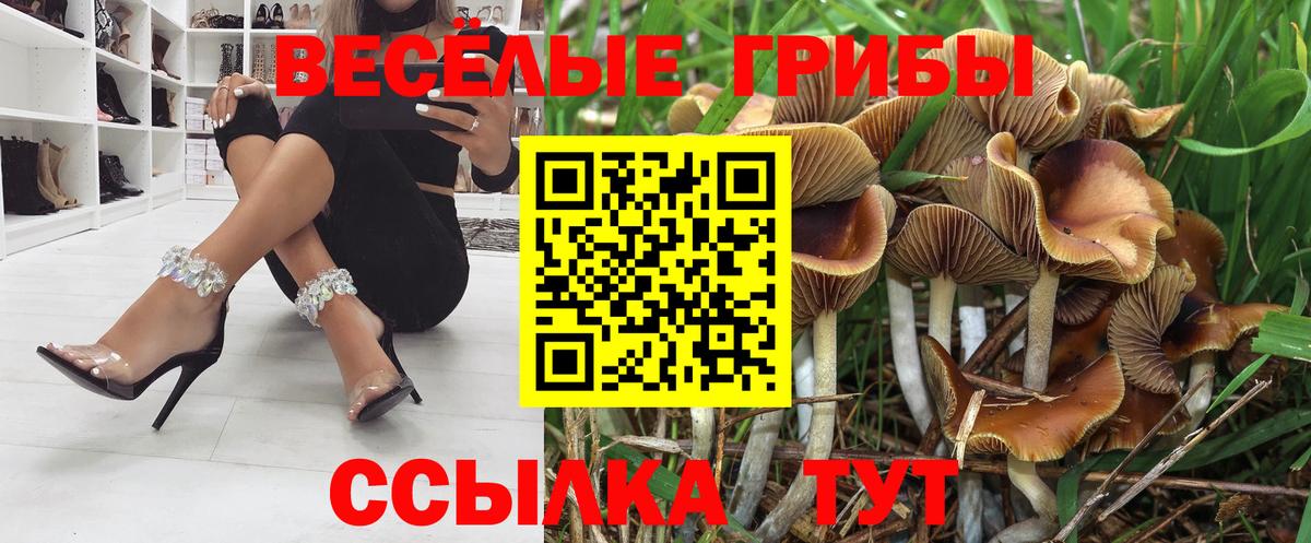 Галлюциногенные грибы Psilocybe Десногорск